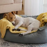 pet dog bed for sale online in India