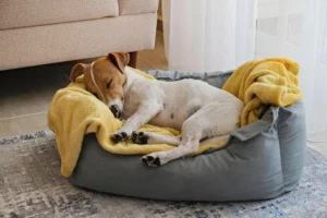 pet dog bed for sale online in India